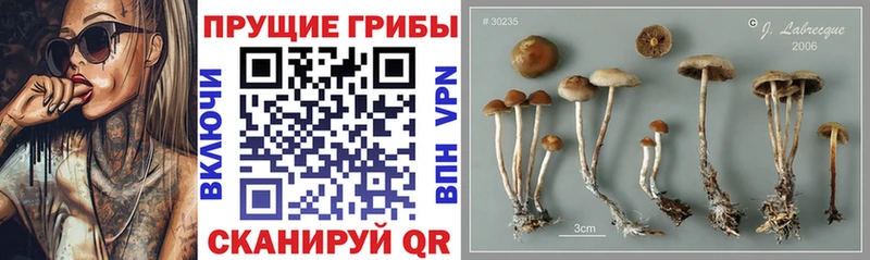 Галлюциногенные грибы ЛСД  Анжеро-Судженск 